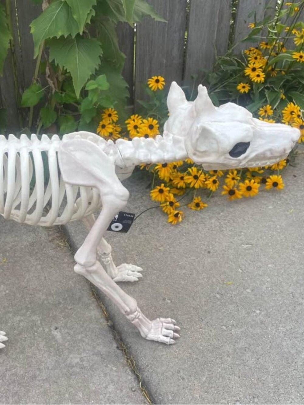 NEW - 2 headed animated barking dog with moving tail and jaws, lighted eyes